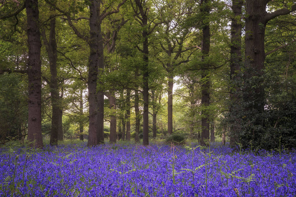 Mělká Hloubka pole krajiny pulzující bluebell lesů v Sp - Fotografie, Obrázek