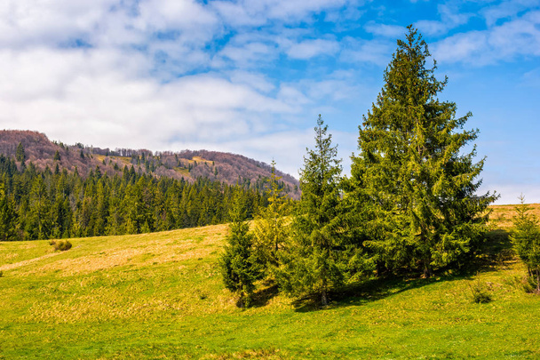 pine forest in summer landscape - Фото, зображення