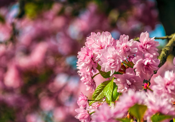 Sakura flower blossom in garden at springtime - Foto, Imagem