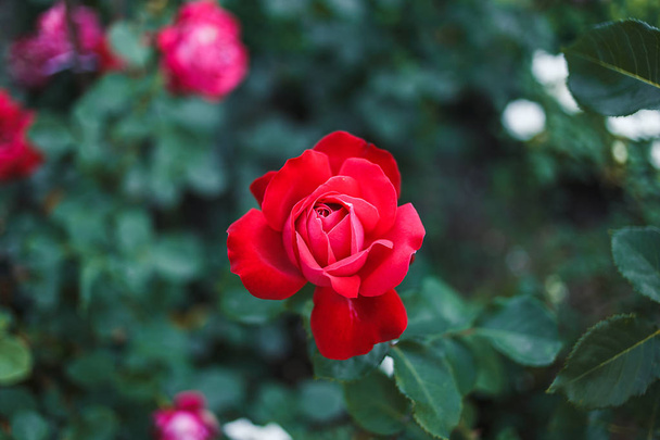 Red roses bush - Fotografie, Obrázek