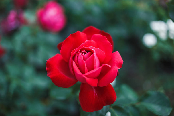 Red roses bush - Foto, Bild