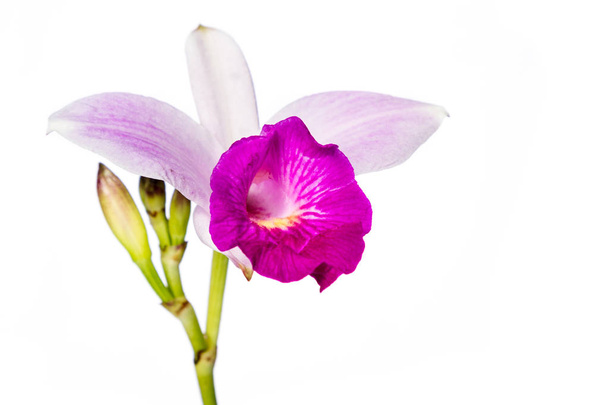 bamboo orchid on white  - Photo, Image
