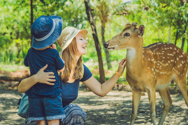 Mother and son feeding beautiful deer - 写真・画像