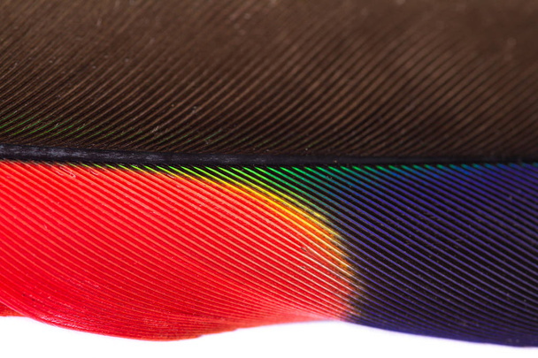 Toucan feather close up  - Photo, Image
