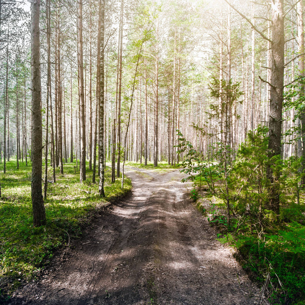 Road in forest - Foto, afbeelding