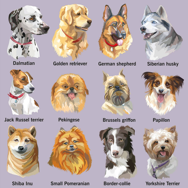 Set of portraits of dog breeds - Vector, Image