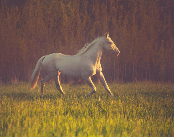 Cremello caballo corre sobre la hierba en el fondo del bosque oscuro
 - Foto, Imagen