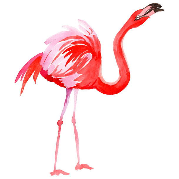 Flamingo ptak niebo w dzikich przez stylu przypominającym akwarele na białym tle. - Zdjęcie, obraz