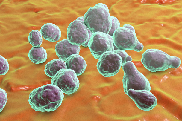 Fungo patogénico da levedura Cryptococcus
 - Foto, Imagem
