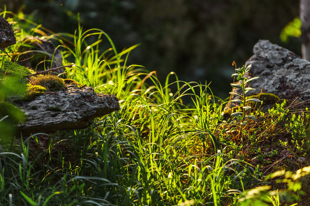 bellissimo paesaggio nella foresta con pietre ed erba
 - Foto, immagini
