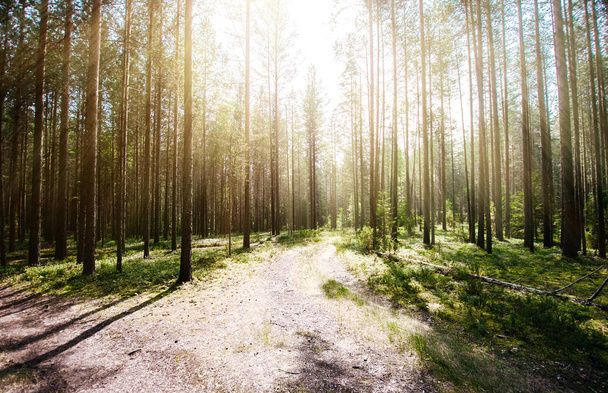 Metsässä. Ekologia kesä vihreä
 - Valokuva, kuva