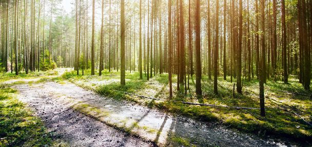 Road in summer forest - Photo, image