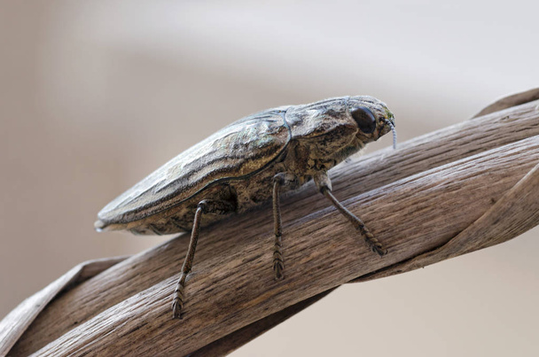 Vue détaillée de Chalcophora mariana beetle - pyrale du pin
 - Photo, image