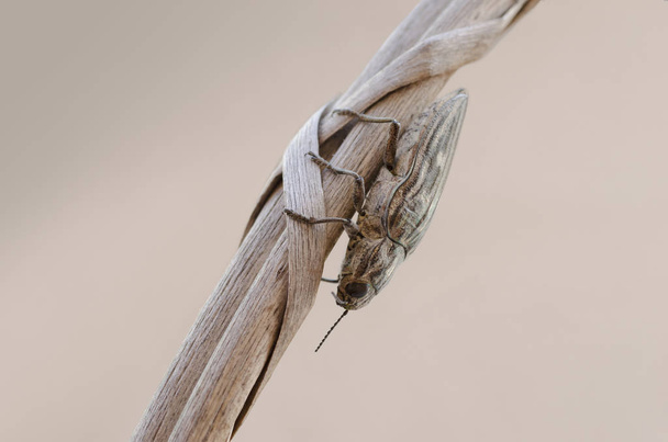 Vue détaillée de Chalcophora mariana beetle - pyrale du pin
 - Photo, image