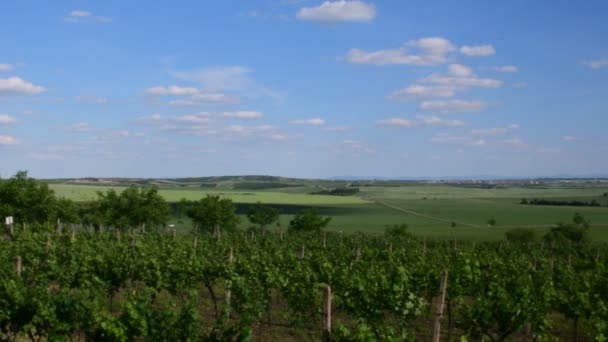 Panoramisch uitzicht op de wijngaard. Lente wijngaard. - Video