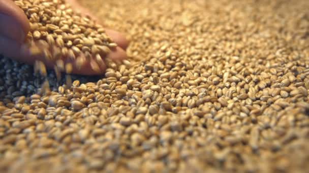 Wheat grains. 2 Shots. Horizontal pan. Close-up. - Footage, Video