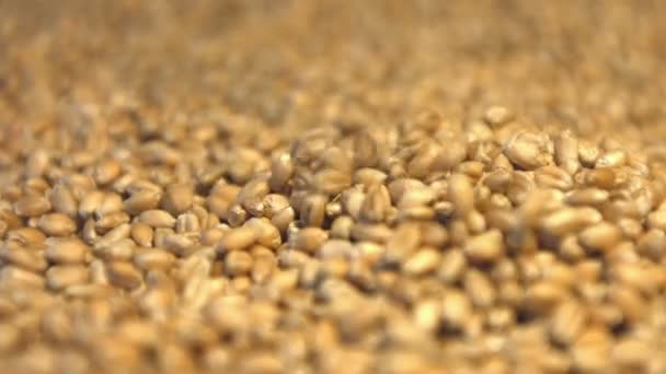 Wheat grains. 2 Shots. Horizontals and vertical pan. Close-up. - Footage, Video
