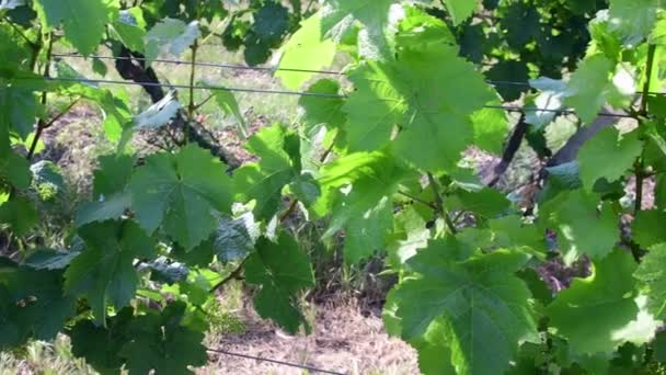 Буш винограду із молодих виноградних вин - Кадри, відео