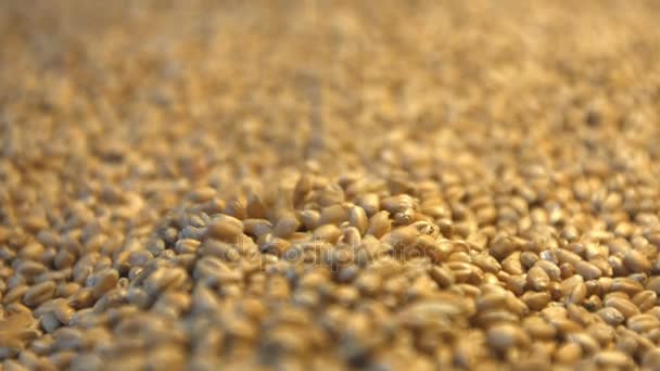 Wheat grains. 2 Shots. Vertical and horizontal pan. Close-up. - Footage, Video