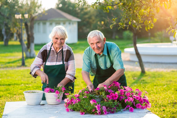 Пара садовников, сажающих цветы
. - Фото, изображение