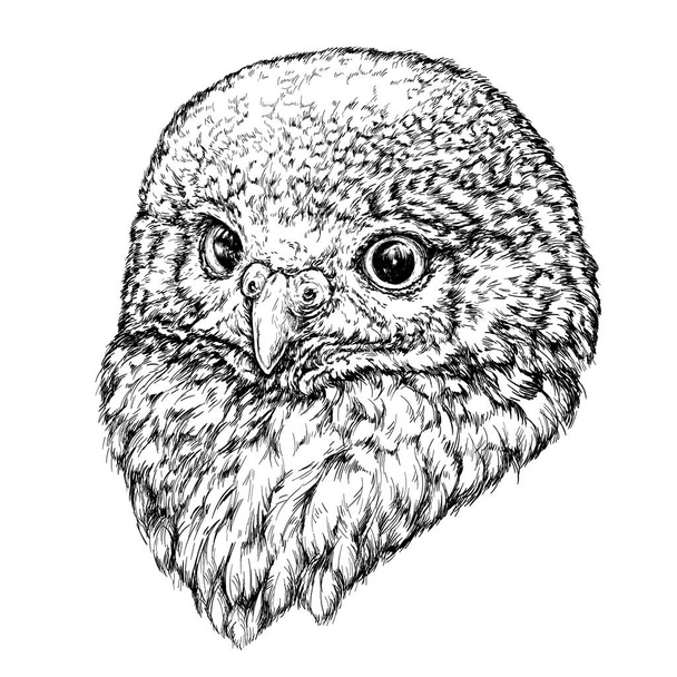 Black and white owl - Vector, Imagen