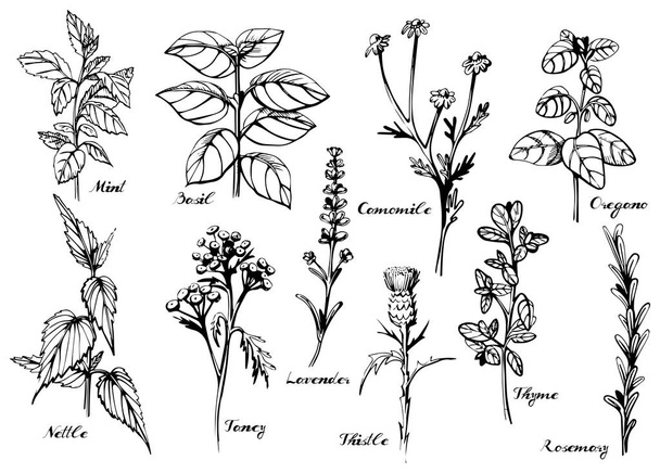Medical herbs set - Вектор, зображення