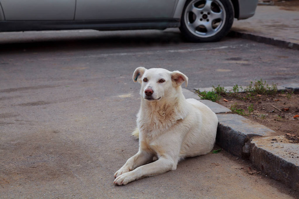 Sad homeless dog - Photo, Image