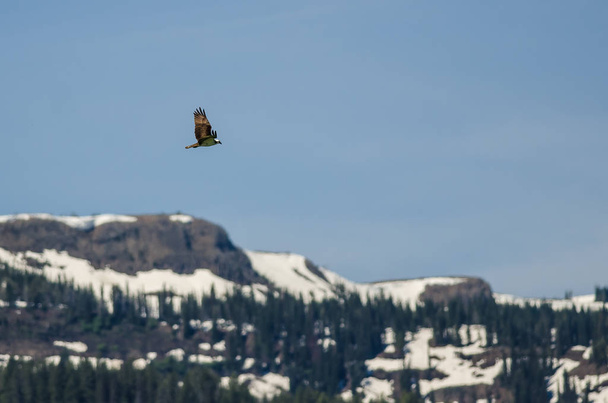 Osprey solitario volando alto sobre las montañas cubiertas de nieve
  - Foto, imagen