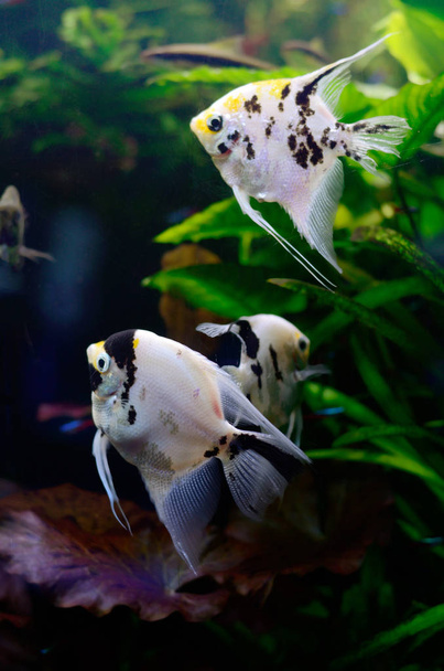 Fond d'eau douce lumineux avec des poissons pterophyllum dans l'aquarium
 - Photo, image