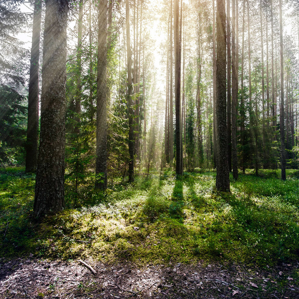 Forest. Wild plants and trees - 写真・画像