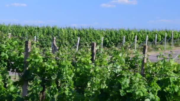 Панорамний вид на виноградник. Виноградник навесні. Зелений виноградник і блакитне небо
 - Кадри, відео