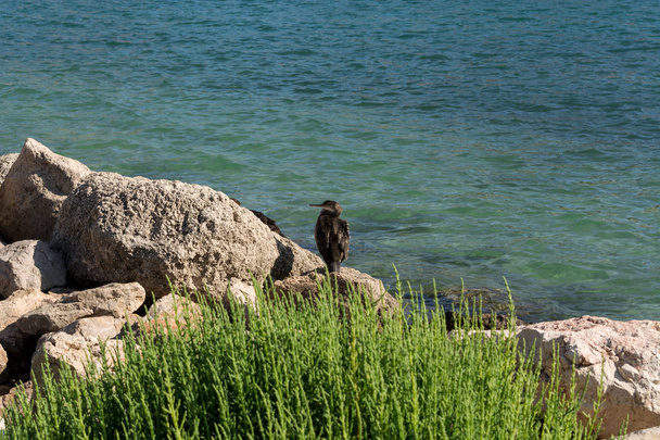 石の上に座っているカモメ - 写真・画像
