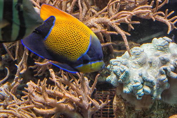 Underwater shot, fish in an aquarium       - Photo, Image