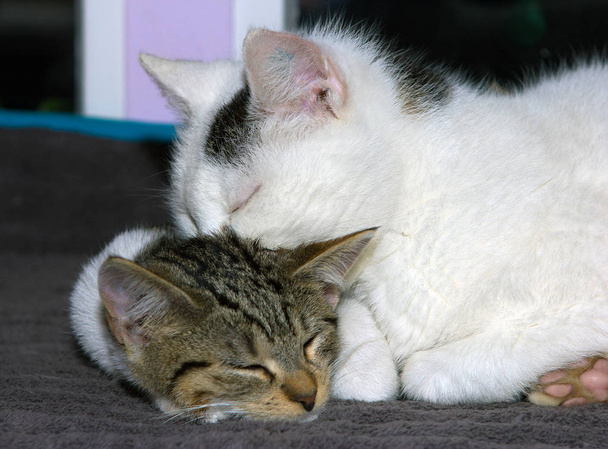 Vieux tomcat et jeune chat
. - Photo, image