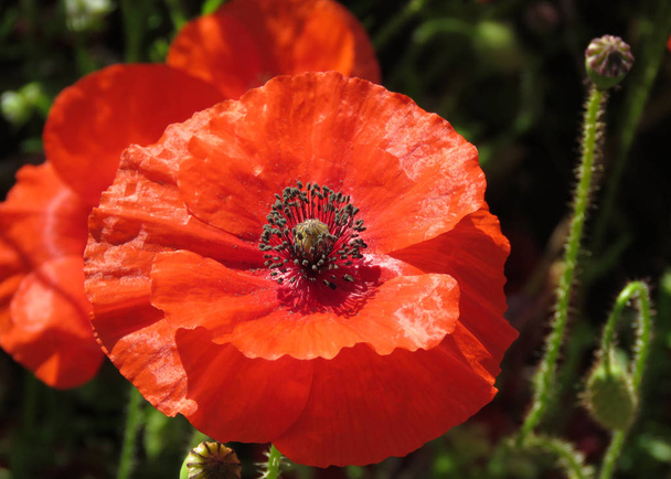 Single Red Poppy - Photo, Image