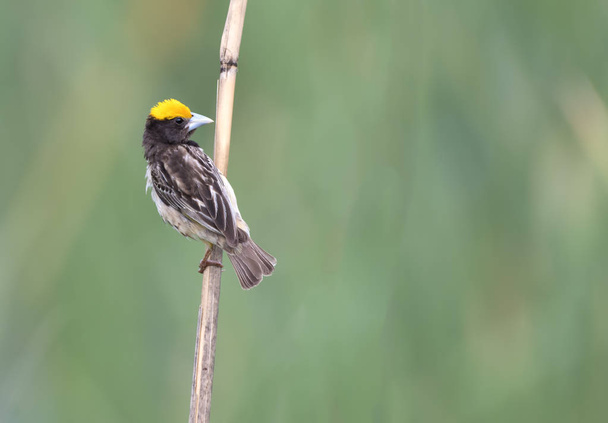 Musta rinta Weaver lintu
 - Valokuva, kuva