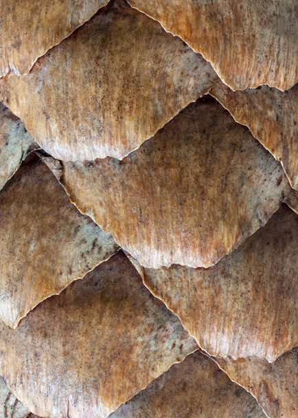 Escalas de conos de abeto
 - Foto, Imagen