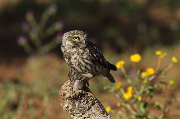 Little owl in love - Photo, Image