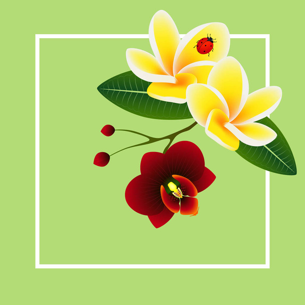 Banner de verano, frangipani (Plumeria) con flor de orquídea y una mariquita
. - Vector, imagen