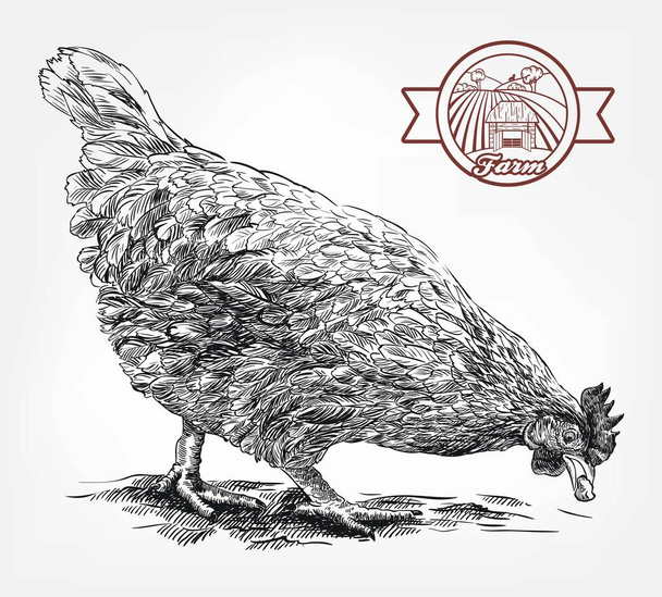 sketch of chicken. poultry breeding. livestock - Vektor, obrázek