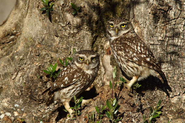 Little owl in love - Photo, Image
