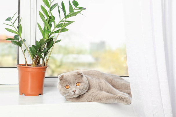 Scottish fold cat - Photo, image