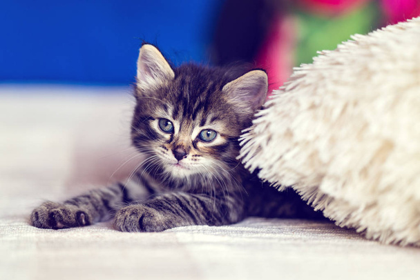 Um gatinho pequeno e fofo
 - Foto, Imagem