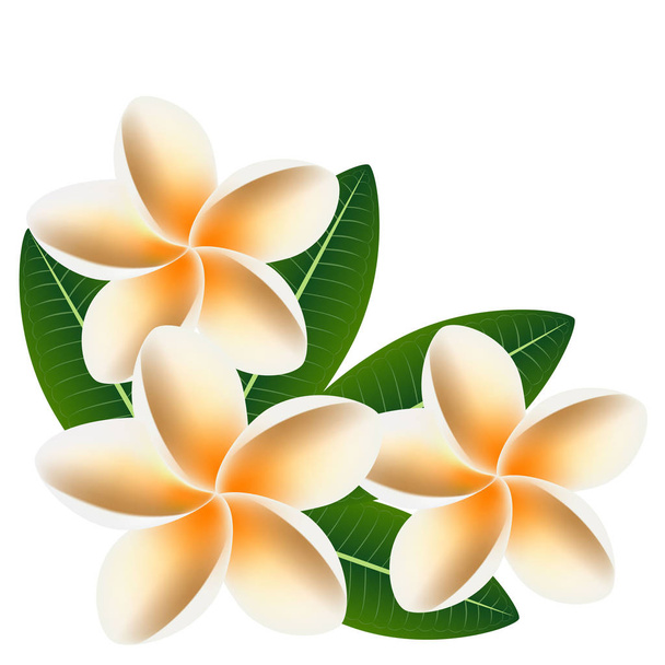 Blüten frangipani (plumeria) mit Blättern isoliert auf weiß. - Vektor, Bild