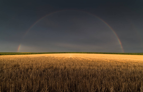 虹裏と雨の後の麦畑 - 写真・画像