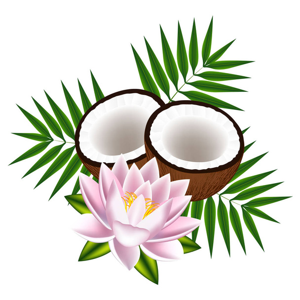 Coconuts with leaves and lotus on white background. - Vector, Image