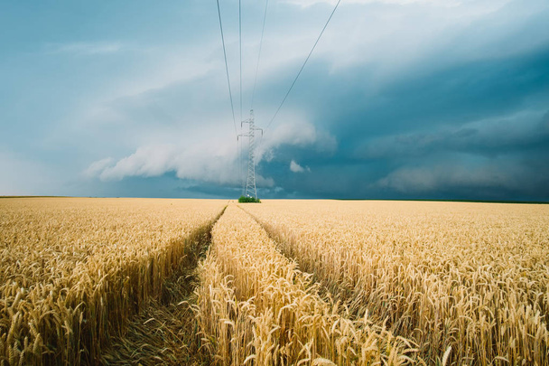 麦畑の上の嵐 - 写真・画像