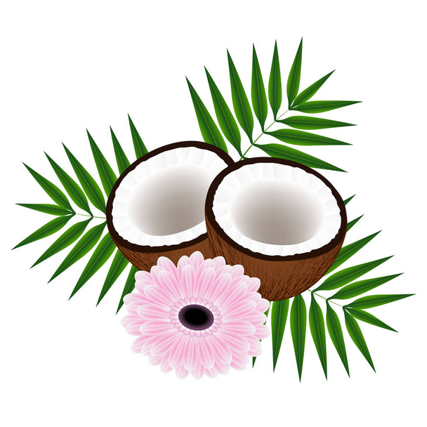 Kokosnüsse mit Blättern und rosa Gerbera auf weißem Hintergrund. - Vektor, Bild