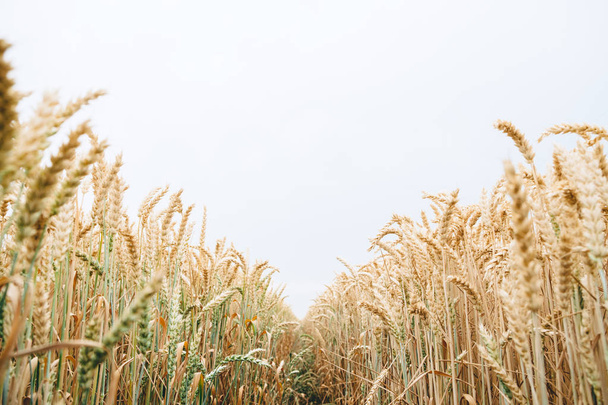 Campo di grano prospettiva
 - Foto, immagini