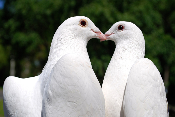 Pigeons in love - 写真・画像